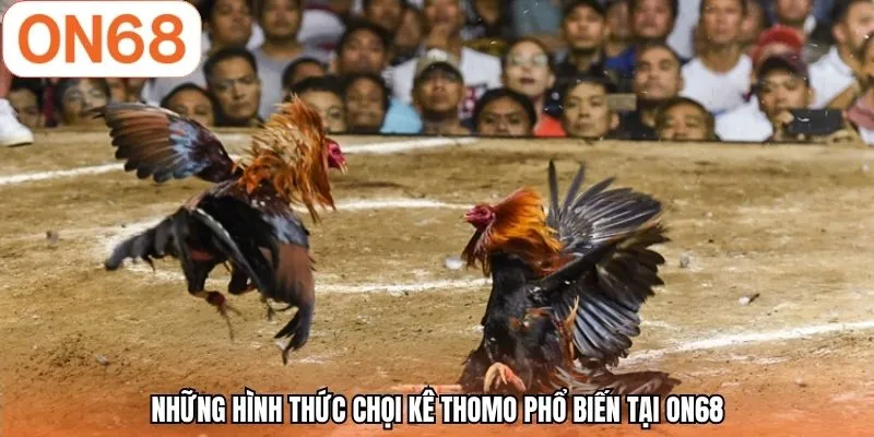 Những hình thức chọi kê Thomo phổ biến tại ON68